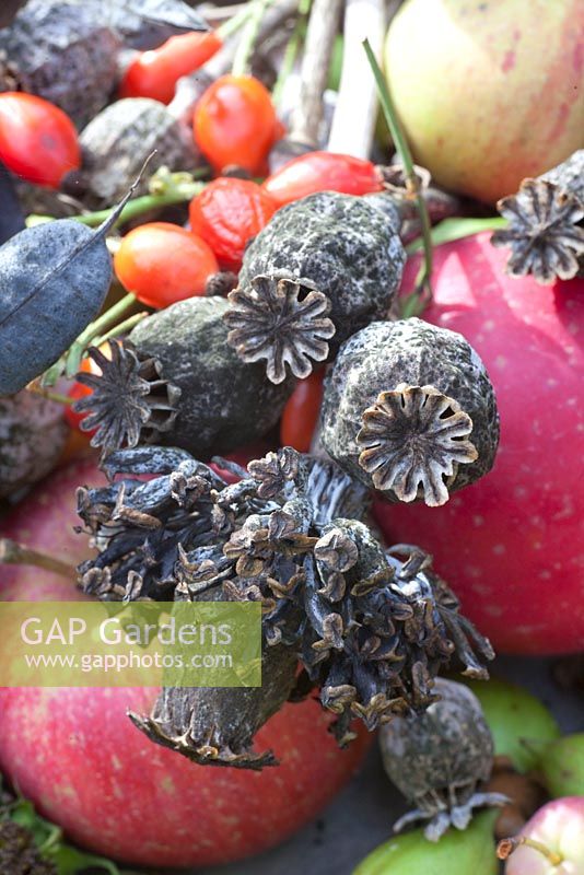 Poppy seed heads for bird food -  Papaver somniferum, Papaver somniferum 'Hen and Chickens'