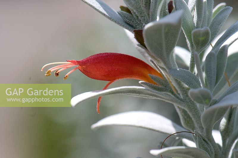 Eremophila glabra 'Murchison Magic'. Cranbourne Botanical Gardens, Australia.