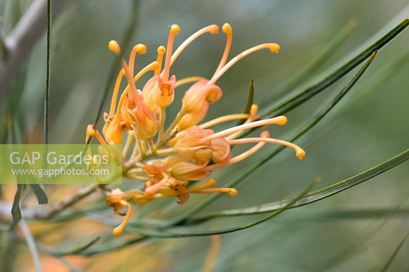 Grevillea 'Midas Touch'. Cranbourne Botanical Gardens, Victoria, Australia.