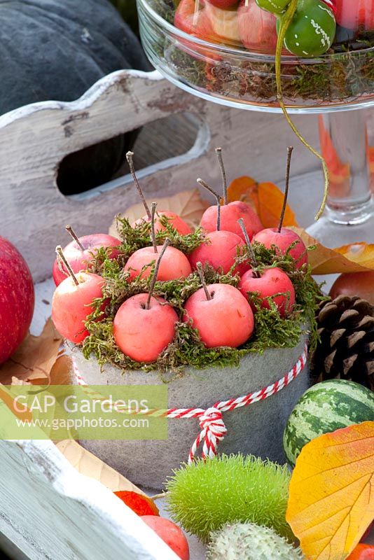 Arrangement using ornamental apples - Malus 'Red Sentinel'