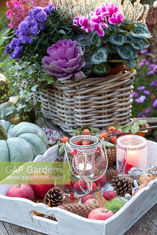 Autumn display with candles - Malus 'Red Sentinel',Calluna vulgaris Madonna, Brassica oleracea, Cyclamen persicum, Aster