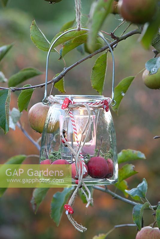 Lantern with crab apples - Malus Red Sentinel