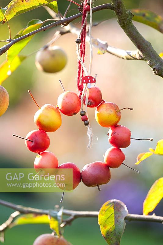 Decoration made from crab apples - Malus 'Red Sentinel'