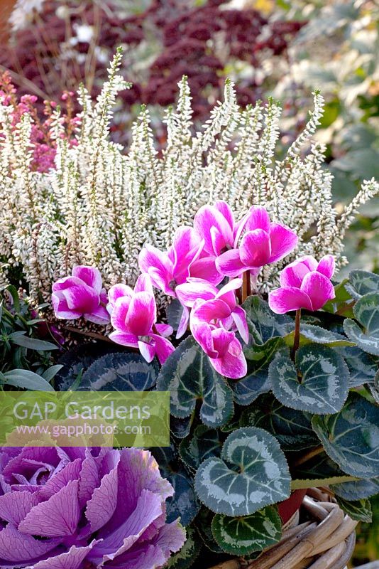Mixed autumn conatiner with Cyclamen persicum 'Winfall Snowridge Purple', Brassica oleracea, Calluna vulgaris 'Madonna'