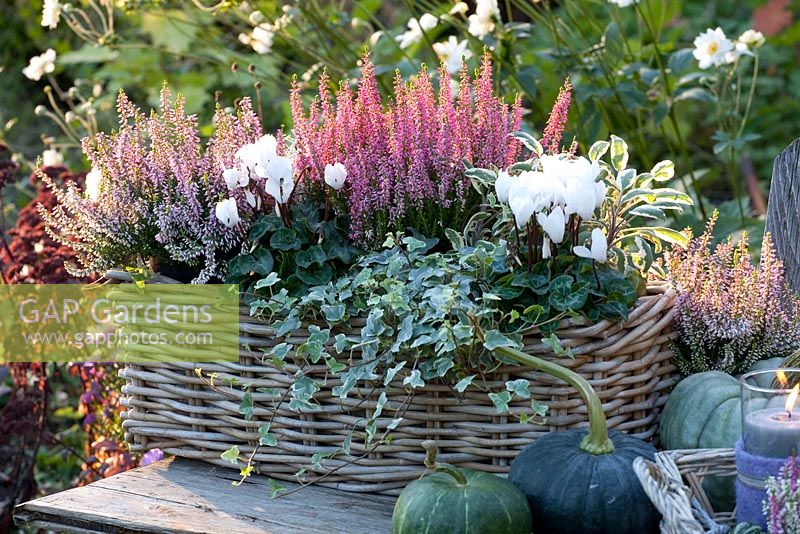 Decorative basket with Calluna vulgaris Pink Madonna, Calluna vulgaris Gina, Hedera helix, Cyclamen persicum, Salvia officinalis Tricolor