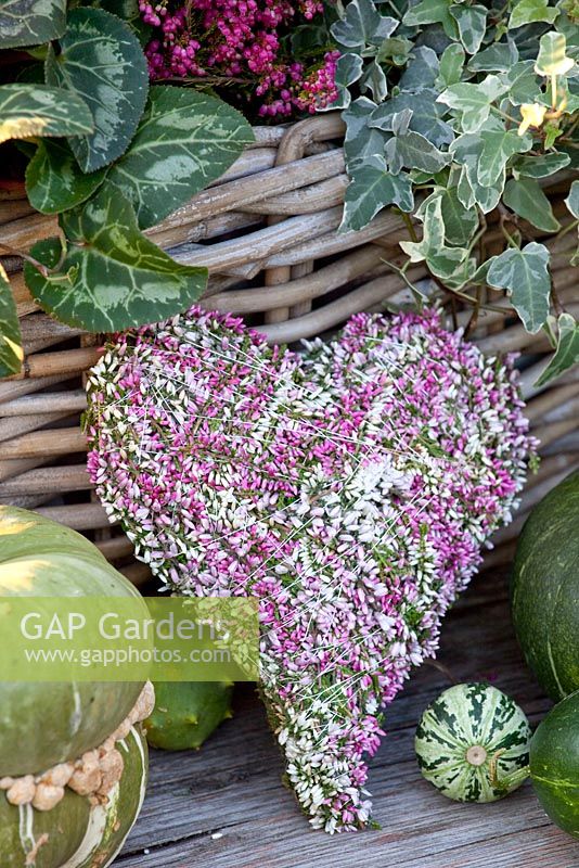 Moss and heather covered heart decoration - Calluna vulgaris 'Madonna', Calluna vulgaris 'Pink Madonna', Calluna vulgaris 'Gina'