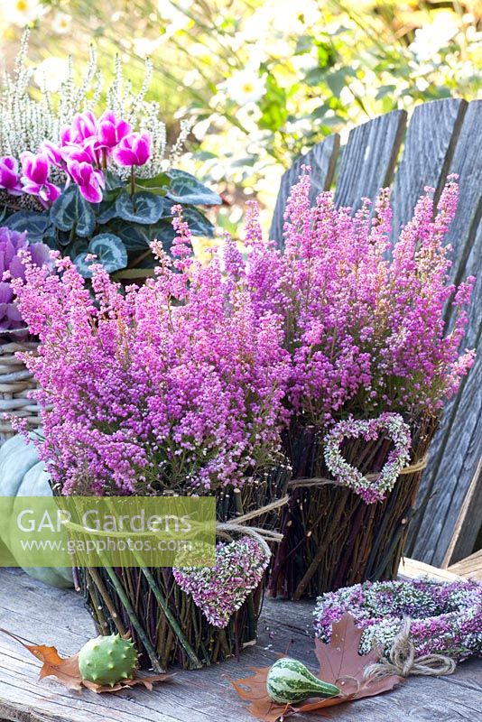 Heathers in containers decorated with floral hearts - Erica gracilis