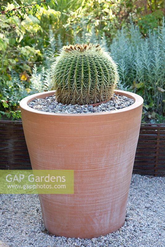 Echinocactus grusonii - Cactus in container