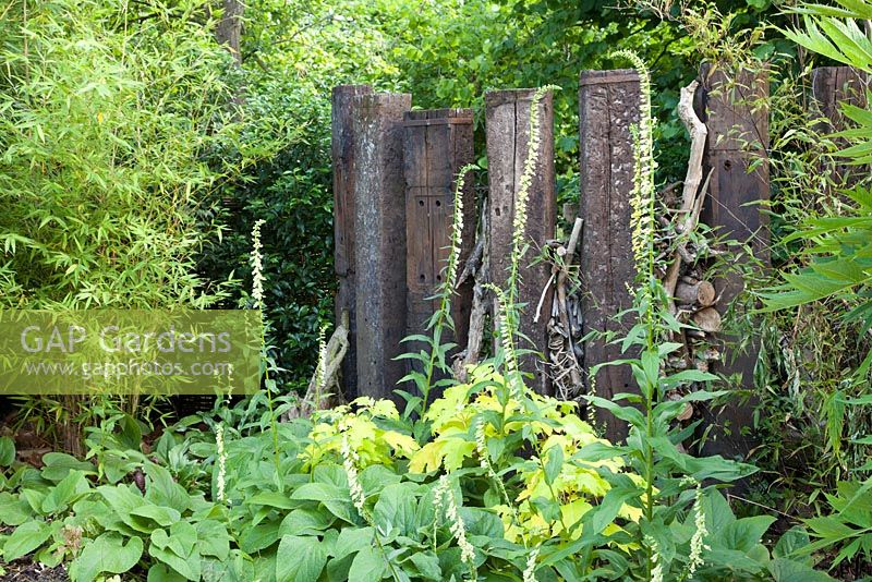 Decorative feature fence in the Rust Garden with Bamboo and Digitalis lutea