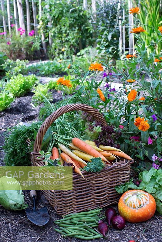 Organic vegetables in wicker basket. Carrots, pumpkin, apples, red onion, cabbage, green beans, lettuce and tagetes, thyme, mint, sage and parsley in vegetable patch 
