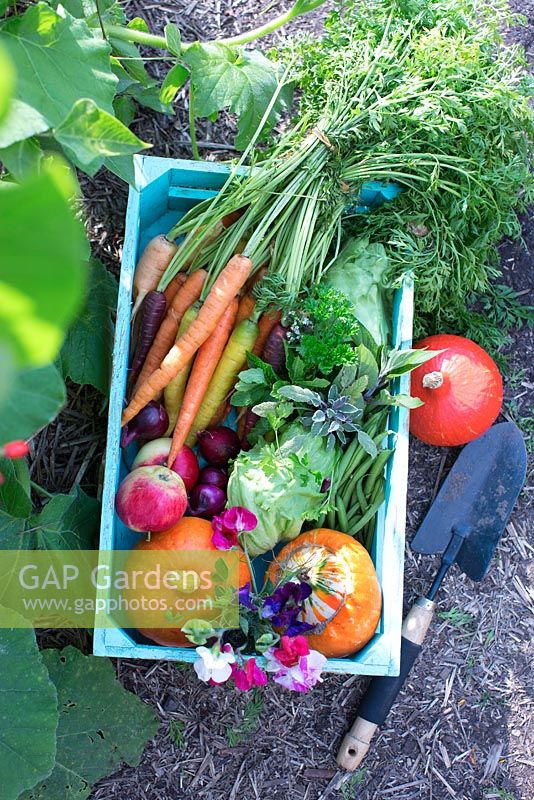 Freshly harvested organic vegetables in blue wooden box. Carrots, pumpkins, red onion, cabbage, green beans, lettuce and tagetes, thyme, mint, sage and parsley in vegetable patch 
