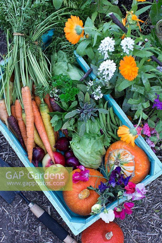 Freshly harvested organic vegetables in blue wooden box. Carrots, pumpkins, red onion, apples, cabbage, green beans, lettuce and tagetes, thyme, mint, sage and parsley in vegetable patch 
