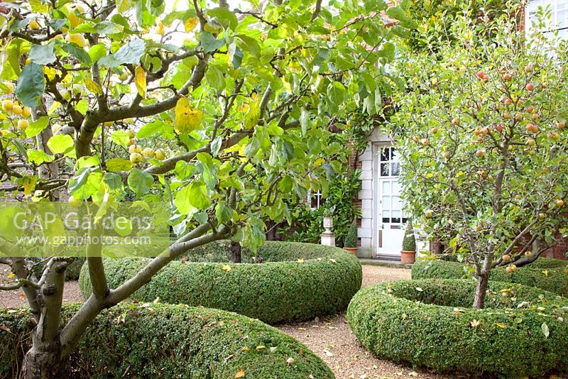 Front garden with apple trees - Malus domestica