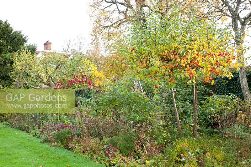 Autumnal border with Malus 'Evereste'