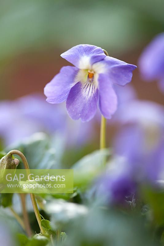 Viola parma 'Fe Jalucine' (rare single parma violet)