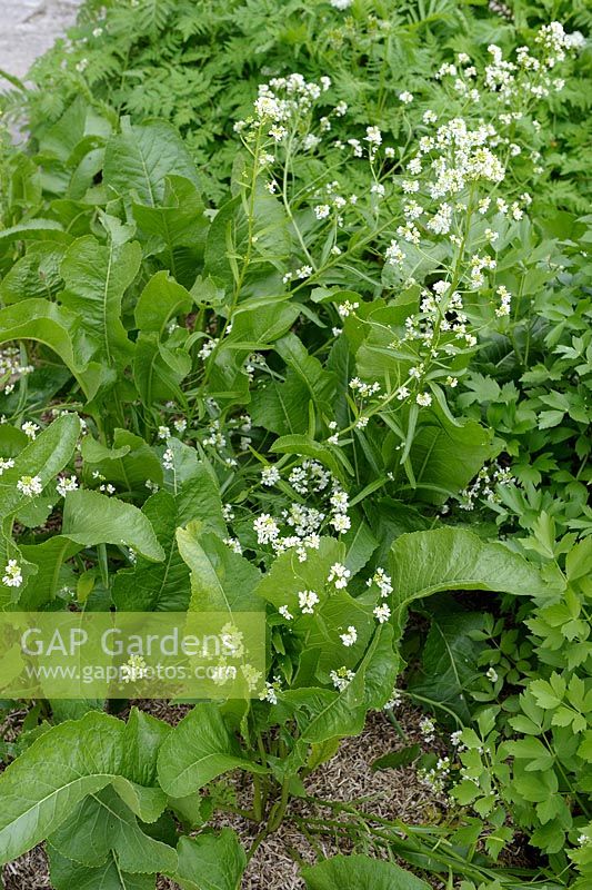 Armoracia rusticana - Horseradish with flowers