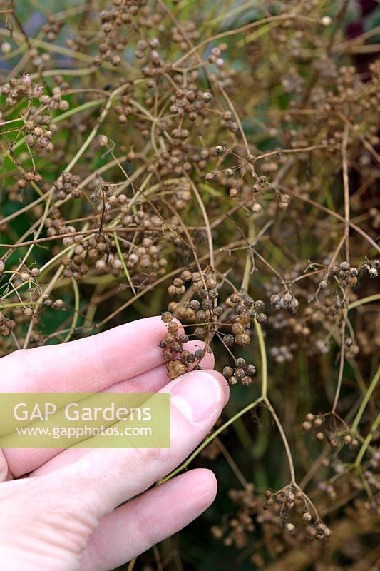 Coriandrum sativum - Picking Coriander dried seeds on plant