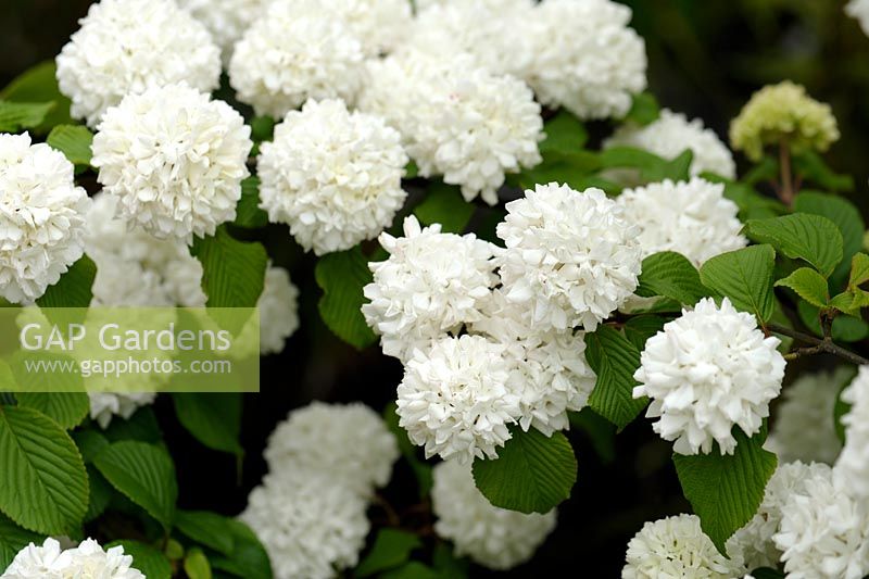 Viburnum plicatum 'Rosace' - Snowball Bush