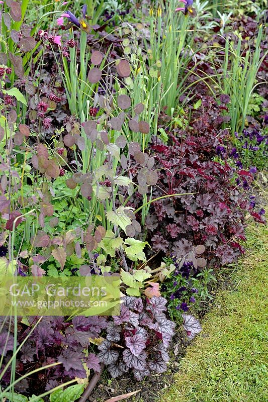 Dark border with Lunaria annua, Viola, Heuchera 'Frosted Violet' and 'Palace Purple'