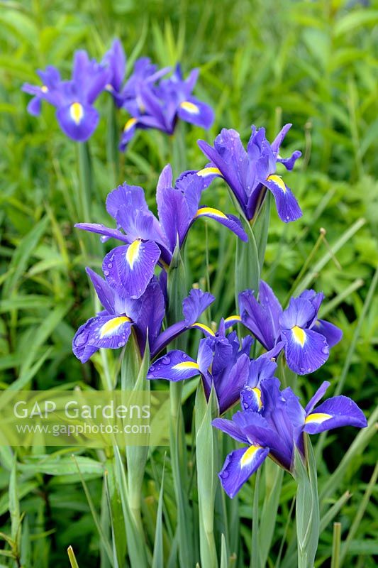 Iris hollandica - Dutch Iris