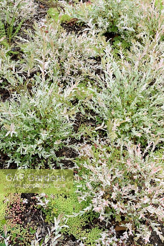 Salix integra 'Hakuro-nishiki' - Dappled Willow