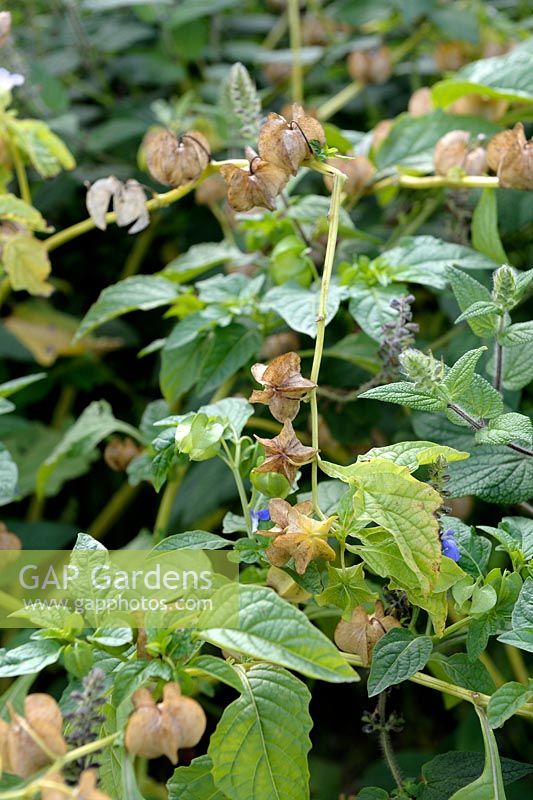 Nicandra physaloides - Dried seedheads ready to be collected