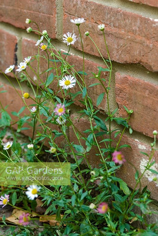 Erigeron karvinskianus - Daisy growing out of a brick wall, June