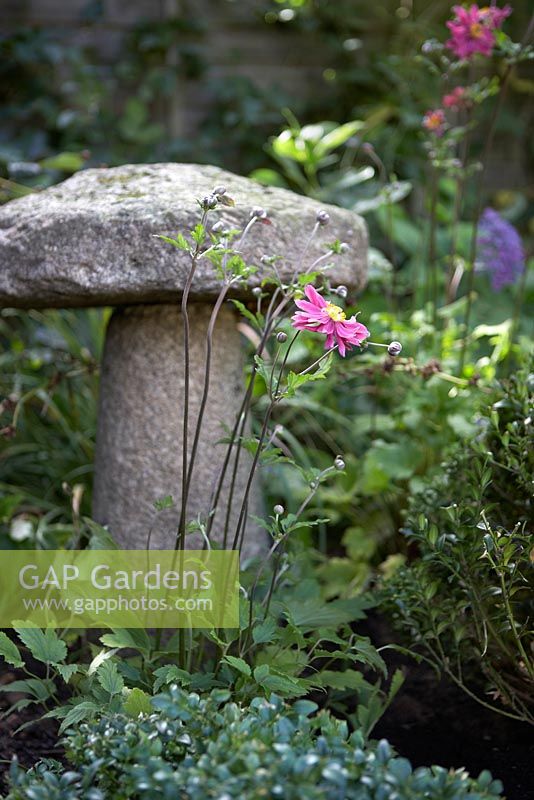 Anemone by stone toadstool sculpture.