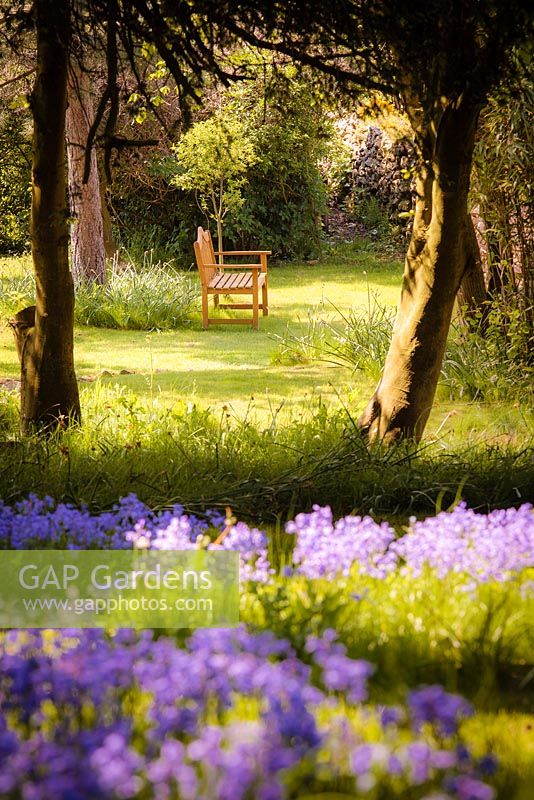 Wooden bench in dappled sunlight amongst trees and bluebells, Old Down Country Park, near Bristol