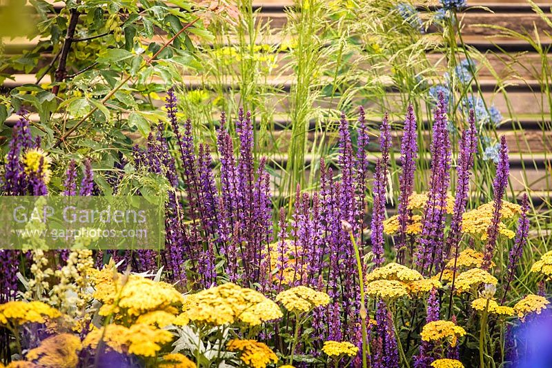 Salvia nemorosa and Achillea - 'Our First Home, Our First Garden' (Low Cost, High Impact Garden), RHS Hampton Court Palace Flower Show 2012