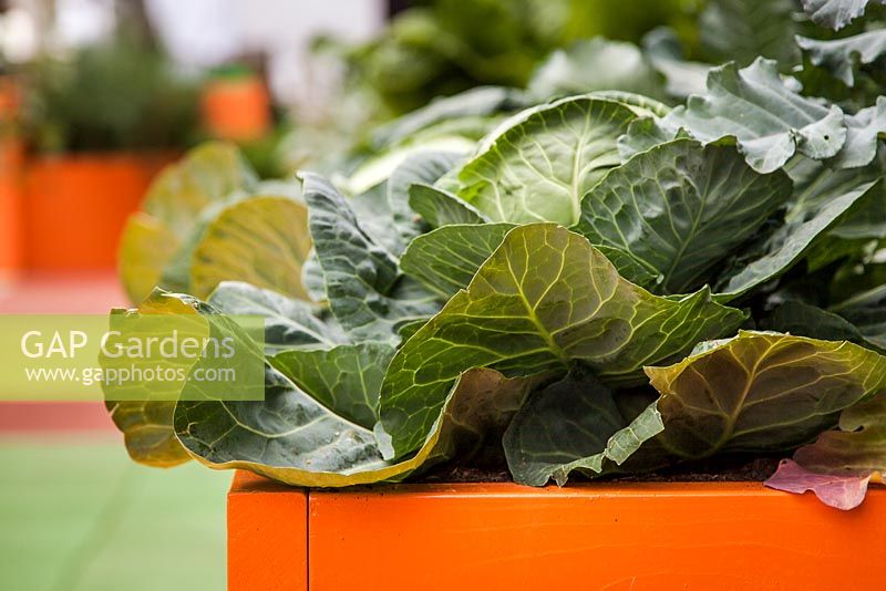 Cabbages in colourful timber raised bed, 'Work, Rest and Play' show garden, RHS Hampton Court Palace Flower Show 2012