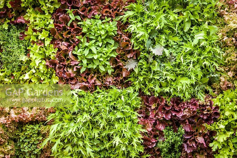 Edible living wall - 'Work, Rest and Play' show garden, RHS Hampton Court Palace Flower Show 2012