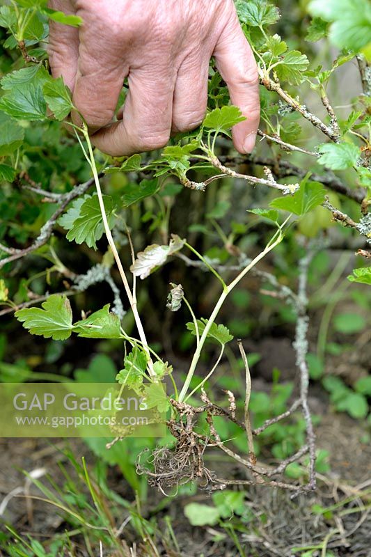 Naturally self-layer Gooseberry bush when a branch touches the ground