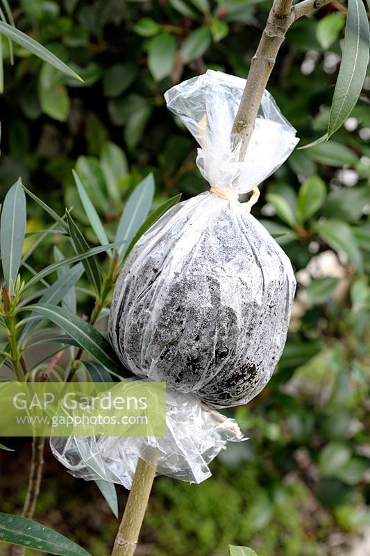 Air layering a Nerium oleander - Bag with water drops