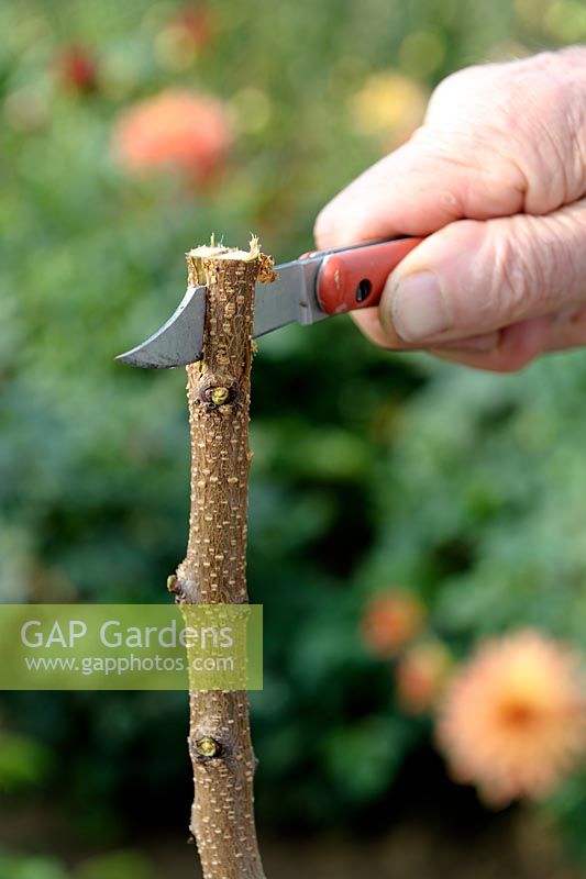 Cleft grafting an Apricot tree - Step 1 - cutting the stock in the middle with a grafting knife