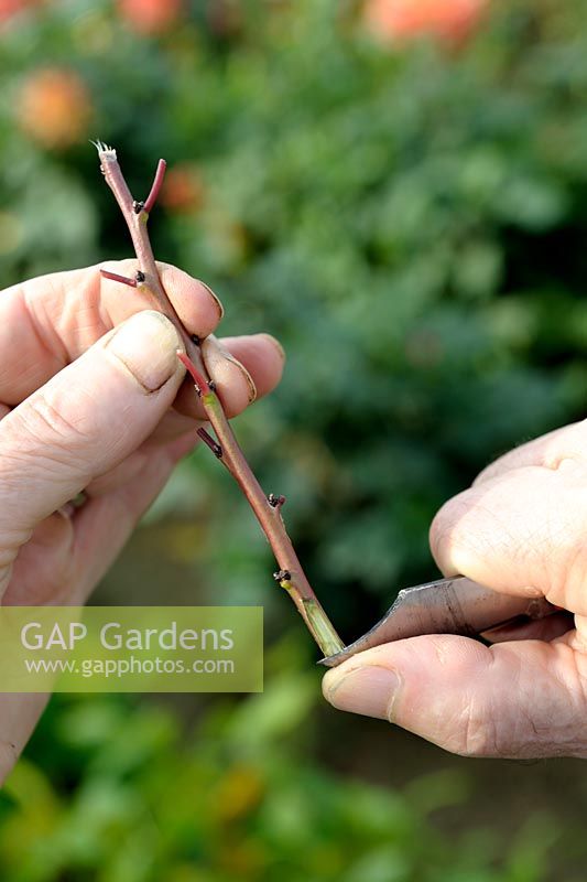 Cleft grafting an Apricot tree - Step 2 - preparing the scion
