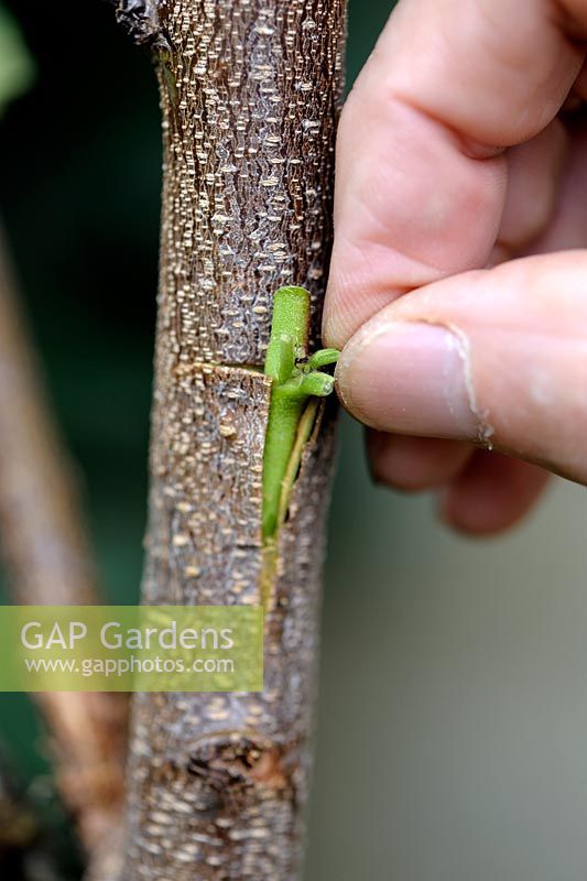 T-budding or shield budding a Peach tree - Step 5 - inserting the scion into the slit of the rootstock