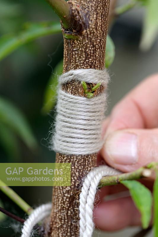 T-budding or shield budding a Peach tree - Step 6 - strapping the graft with a wool yarn