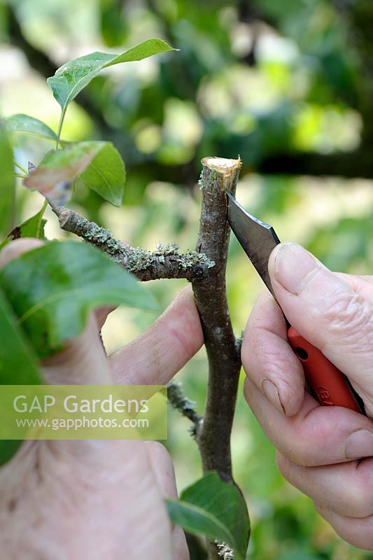 Crown graft on pear tree - step 1 - incising the rootstock