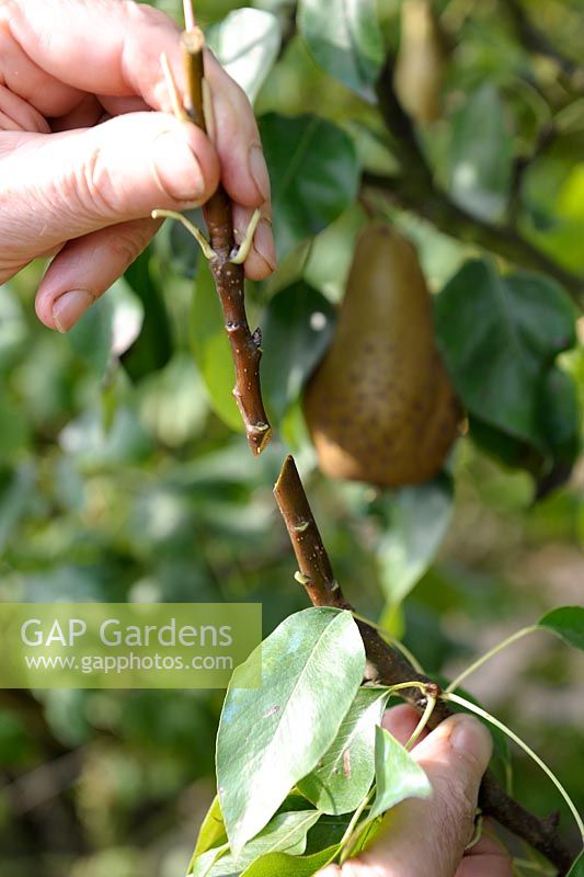 Splice grafting of Pear tree by joining two stems