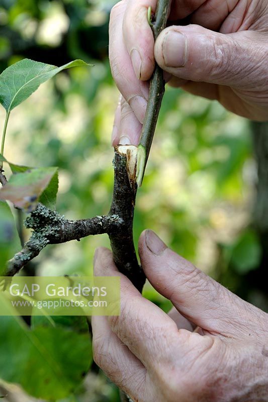 Inlay graft on Pear tree - step 1 - inserting the scion on the rootstock