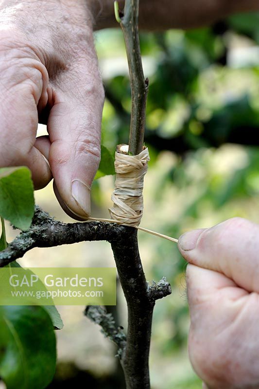 Inlay graft on Pear tree - step 2 - strapping the graft with raffia
