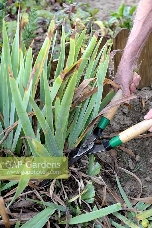 Dividing Iris germanica - step 1 - cutting the foliage