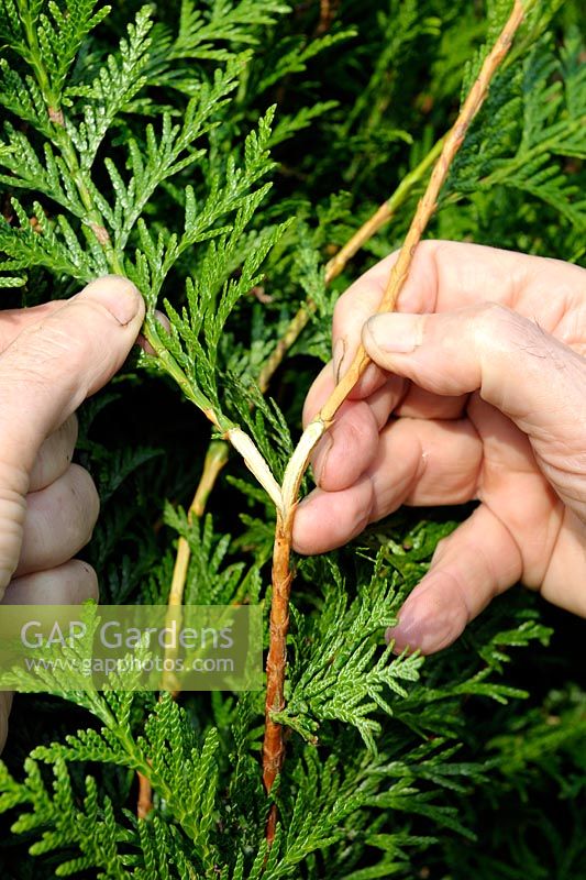 Taking heel cuttings from Thuja occidentalis by pulling off a side shoot