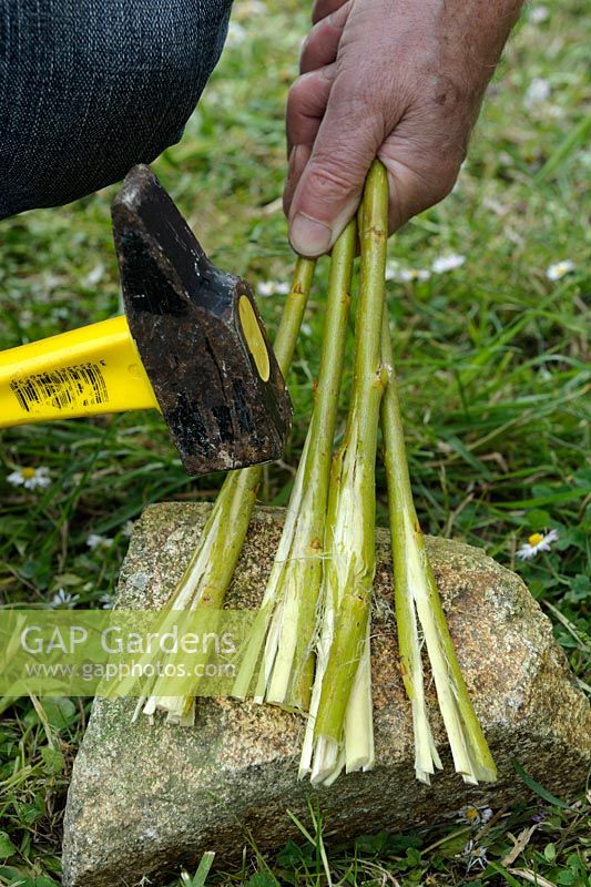 Making willow water a method to extract rooting hormones - step 1 - crushing the branches