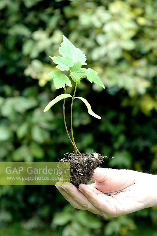Acer - Man holding a Maple naturally germinated