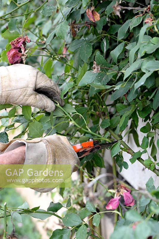 Pruning a climbing rose against a wall at the end of summer after flowering