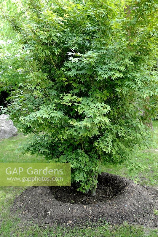 Acer palmatum - Japanese Maple with ridge managed for irrigation