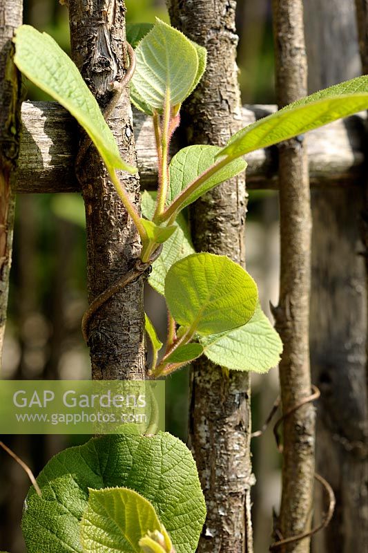 Actinidia chinensis - Young shoot of Kiwi fruit climbing on cane in spring