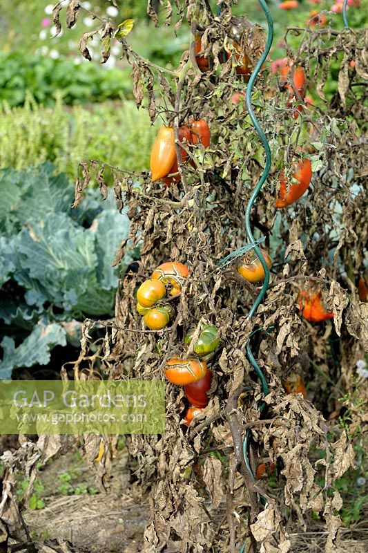 Phytophthora infestans - Blight on Tomato plants